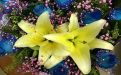 广州市漂亮仿真花/鲜花绿植|绿化庭院，经营省心省力