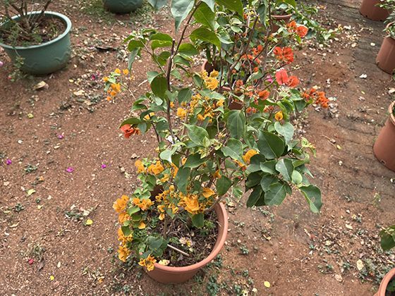 文学与艺术中的猫形象：从爱伦·坡到夏目漱石笔下的文化象征