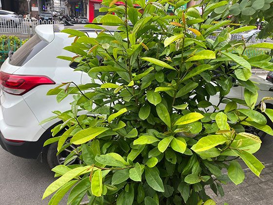 《痴梦少女》：她把青春熬成诗，用画笔在出租屋墙上画满星空，坚信“痴梦是活着的糖”