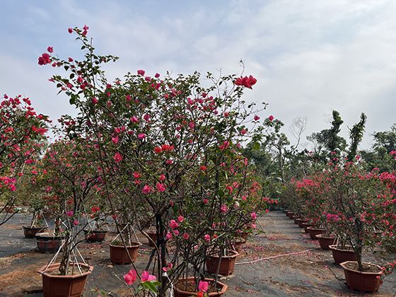 强密码的具体标准是什么？如何管理多个平台的复杂密码？