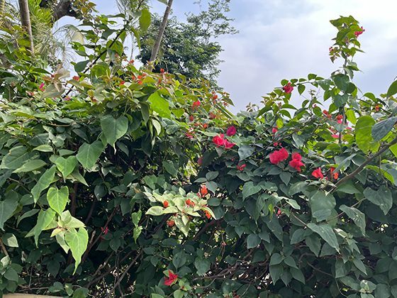 全球粮食危机背景下，可持续农业技术有哪些创新？