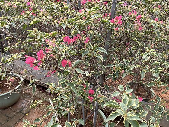 猴类家族的多样性：从袖珍狨猴到山魈的体型与习性对比