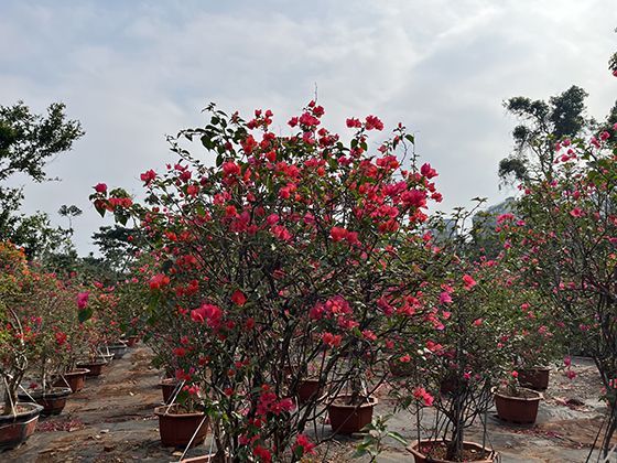 视力突然模糊（像隔层雾）？血糖波动导致晶状体水肿，糖尿病眼病早期表现