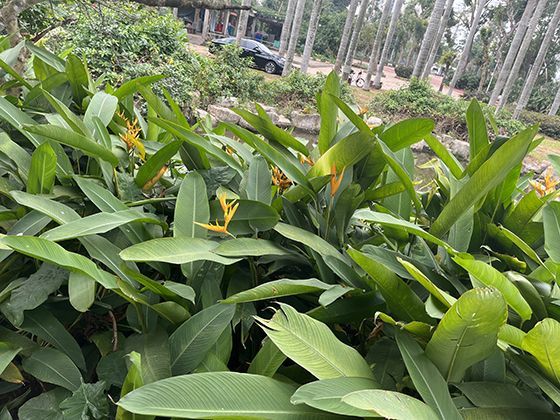 乌龙茶的风味地图：介于绿茶与红茶之间的半发酵美学与智慧。