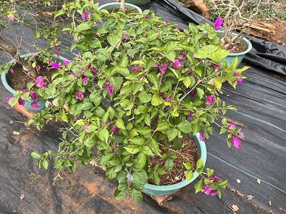 土壤潜蚀的隐形破坏：地下水渗透带走细颗粒形成地下空洞过程