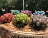 台州市热销鲜花/仿真花|绿化养护/仿真花，全国免费咨询