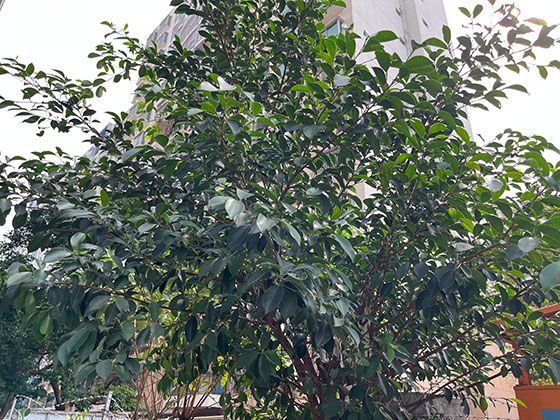 长期旅居的数字游民如何维持稳定的社交圈与亲密关系？