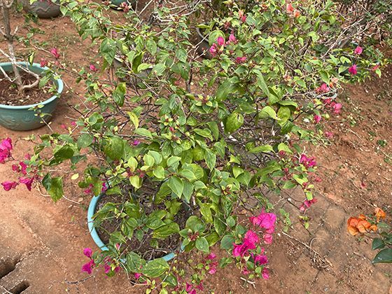 矿泉水瓶的瓶盖和瓶身通常是由不同塑料制成的吗？