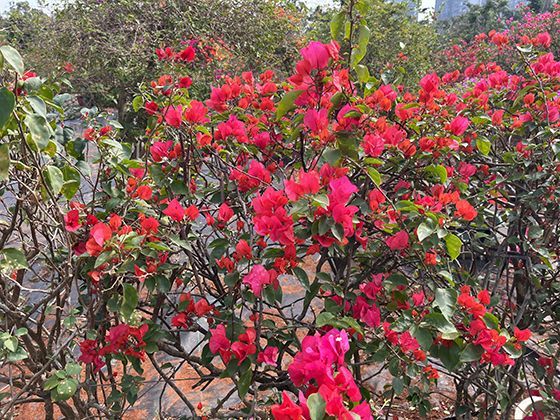 云层高度的分层奥秘：从低云到高云如何反映大气环流状态