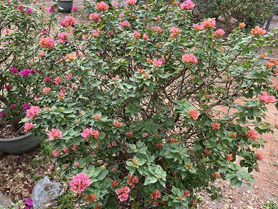 2026年新能源汽车补贴政策有哪些新调整？消费者如何申请？