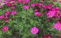 哈尔滨市花草租赁/仿真花|园林苗木/绿植，售后完善