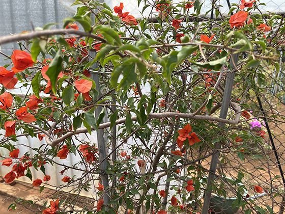 矿石与信仰：探秘不同文明中矿石手链被赋予的特殊灵性含义