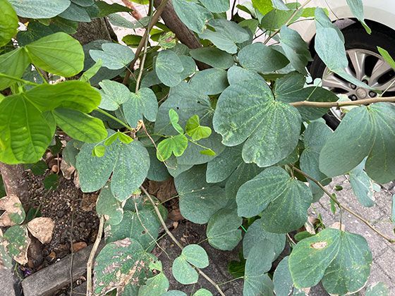 不同地域箱龟的外形差异：气候与栖息地如何塑造它们的独特模样