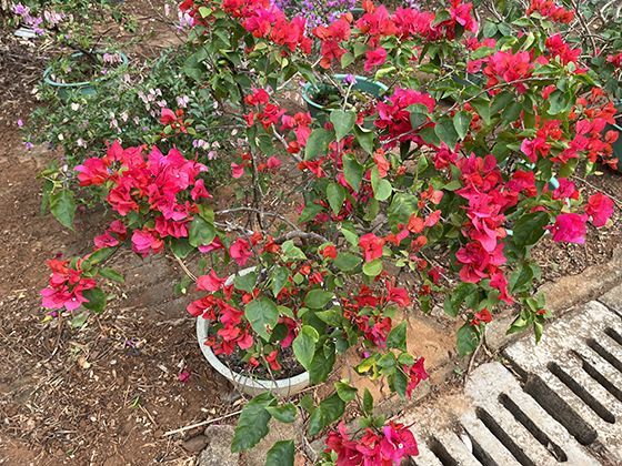 蔷薇繁殖的多种方式：扦插、压条与嫁接的技术对比