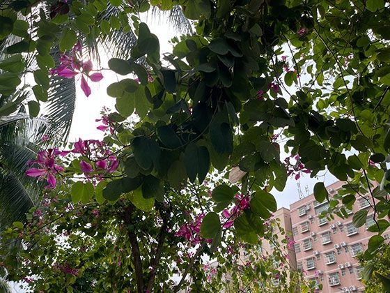 手指的语言表达：不同文化中手势所蕴含的丰富含义