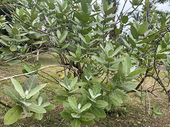 女主不是“傻白甜”！《思美人短剧》飒爽女将军×病娇太子，她提刀护他，他执笔为她画眉