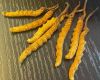 南宁市冬虫夏草高价上门回收电话|上门回收虫草、鱼翅、燕窝、鹿茸、海参等各种礼品
