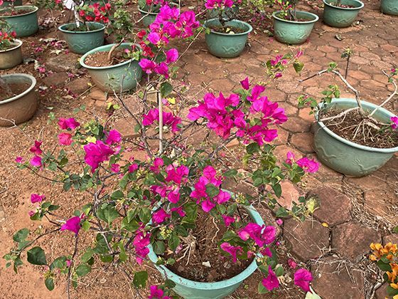 非遗技艺中的“竹箭”制作：看匠人如何将普通竹子打造成精准箭矢