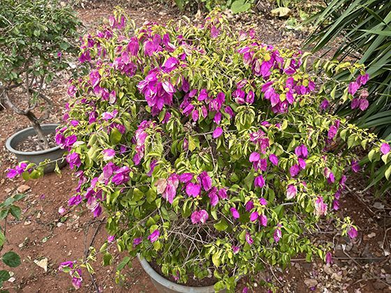 抢票时提交候补订单后成功兑现的概率究竟有多大？