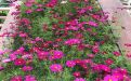 南宁市人造花仿真花/鲜花绿植|永生花批发，全国免费咨询