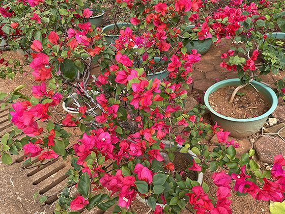 叶脉的运输艺术：网状与平行脉如何输送水分与养分