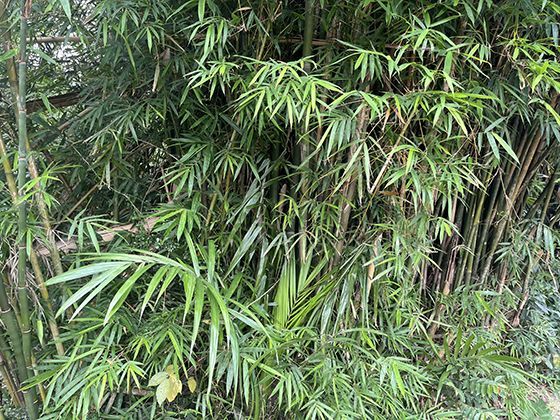 生态修复的先锋：泥炭藓在退化湿地恢复中的不可替代作用