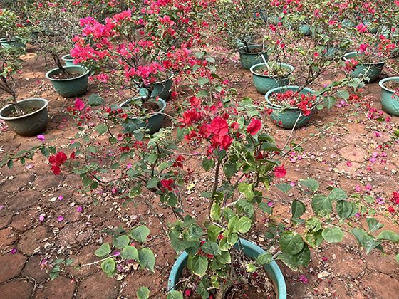 2026年针对入境免签游客，国内各大博物馆和文化遗产地是否有特别的便利措施？