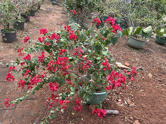 教育部学历证书电子注册备案表怎么弄