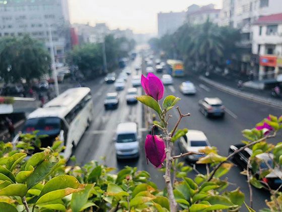 西安市仿真植物/鲜花|绿化别墅花园/仿真花，为客户营造优雅环境