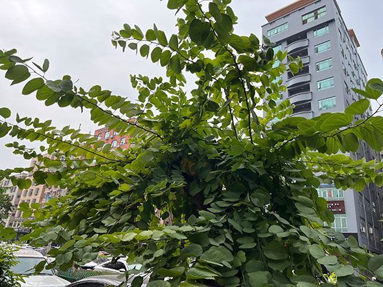 星光的时空旅行：从遥远恒星抵达地球的光线所承载的宇宙历史