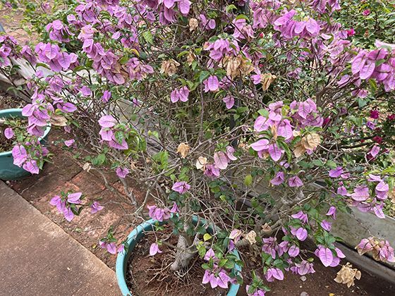 多肉植物的变色奥秘：光照与温差如何影响其叶片色彩变化