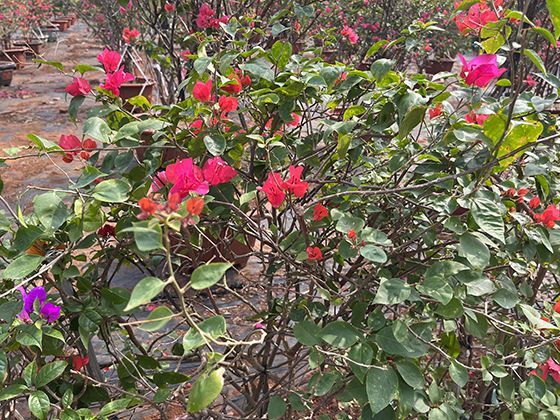 达到退休年龄但社保未缴满年限，有哪些途径可以补办？