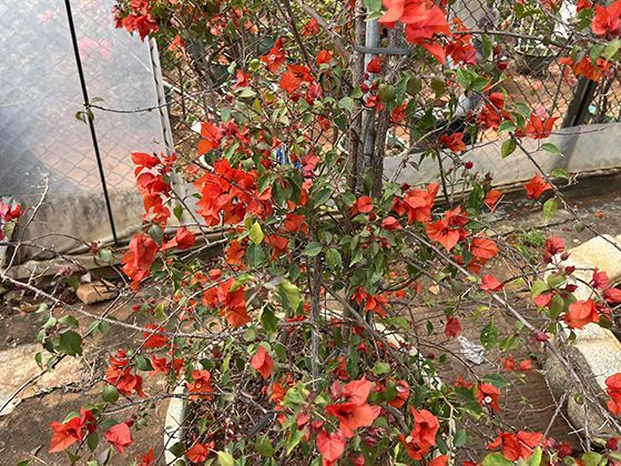 新兴数字平台为灵活就业者带来了哪些机遇与挑战？