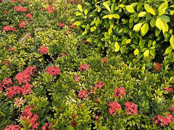 为什么餐厅的葱油放不坏？专业厨师储存香料的秘诀是什么？