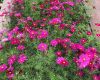 太原市鲜花绿植预订|绿化商住小区/仿真花，为客户营造优雅环境