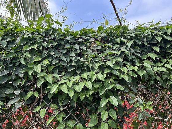 从粗布到精梳棉：一条毛巾背后数千年的纺织工艺进化之路。