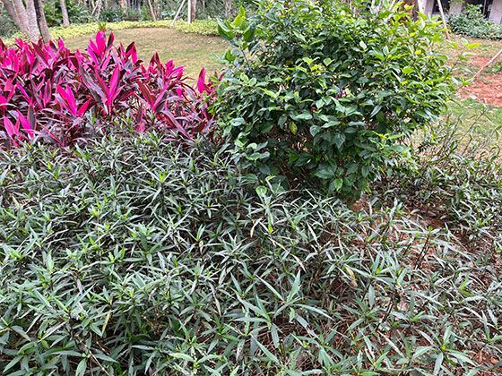 光影里的“人偶幽灵”：《人偶之家》用侧逆光拍人偶轮廓，墙上影子比真人更“像活人”