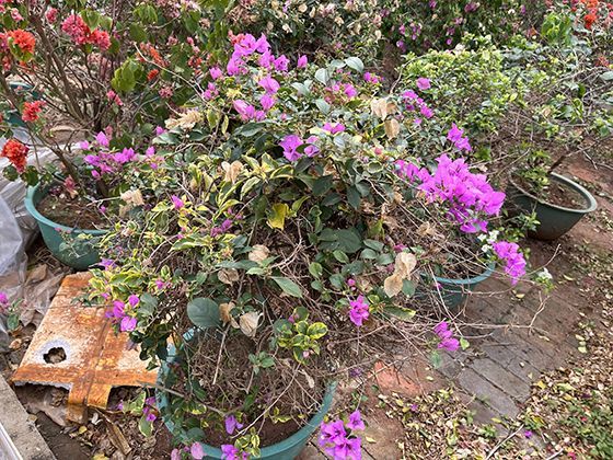 海洋灵感设计：海胆对称结构对建筑与工业设计的启发应用。