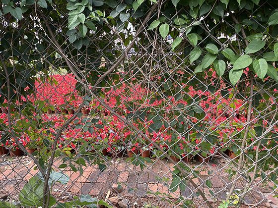 近期热议的“人工智能绘画”是如何理解并创作艺术的？