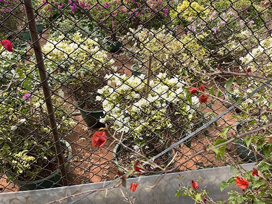 提神之外的妙用：风油精在家居生活中扮演了哪些意想不到的角色？