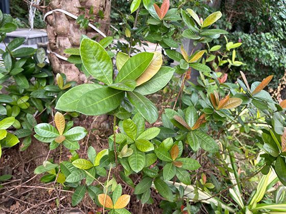 从甘蔗到结晶：追溯古代印度早期制糖术的传播路线与演变