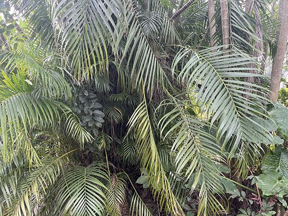 5G-A技术如何更好地支持多人同时在线的沉浸式虚拟体验？