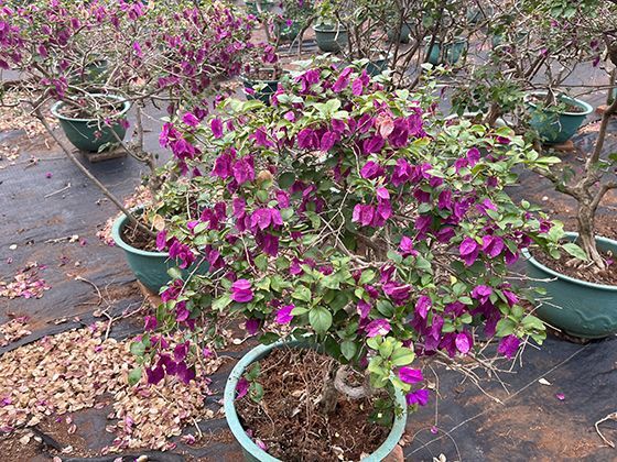 对比一线与新一线城市：迁户口的吸引力正在变化