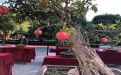 郑州市茶几鲜花/永生花|设计公司植物摆设，包装专业