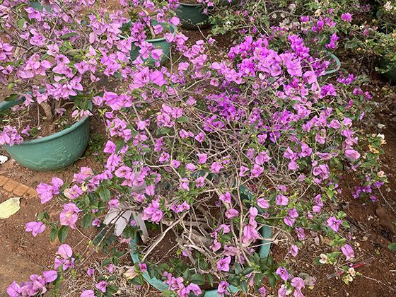 蜘蛛网不仅仅是陷阱：解密其作为振动传感器传递的复杂信息世界。