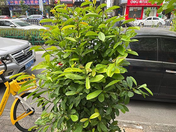 回收玻璃的循环旅程：废旧玻璃瓶如何获得第二次生命