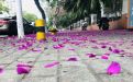 杭州市永生花厂家/鲜花|设计绿化厂房园林，全国免费咨询