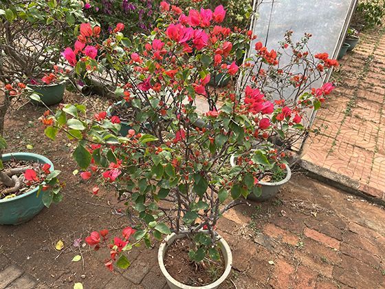 消费券的面额和门槛是怎么设定的？为何有时感觉不划算？