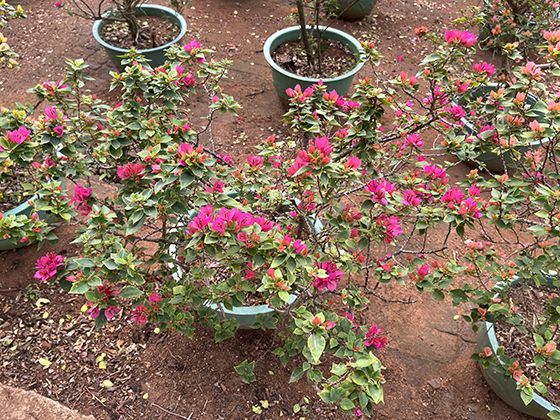 荷叶形态的生态智慧：圆形叶片如何优化光合作用效率