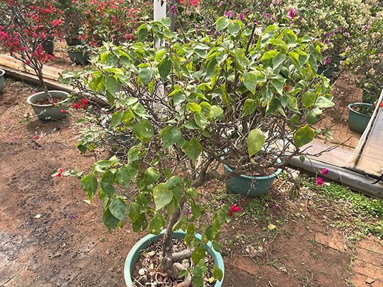 王爷学“土味情话”翻车：《思美人短剧》里他念“玲珑骰子安红豆”，被女主吐槽“不如直接买糖”